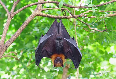 出現蝙蝠|蝙蝠資訊站 Bats information about Taiwan